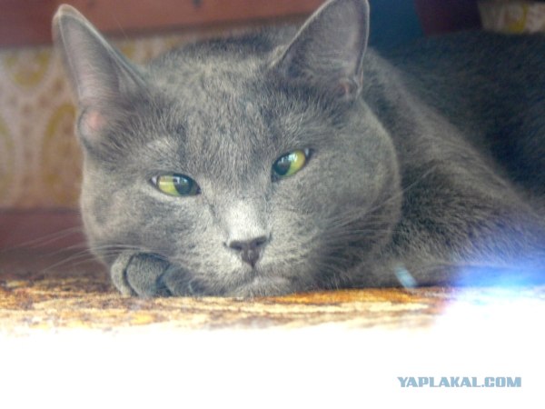Котовторник  14.08.2012.