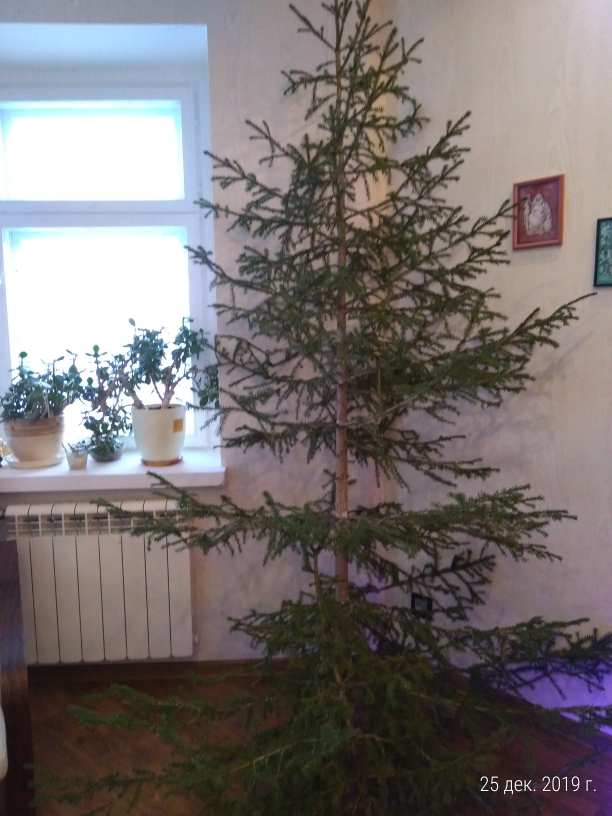 Хвастаемся своими елками!