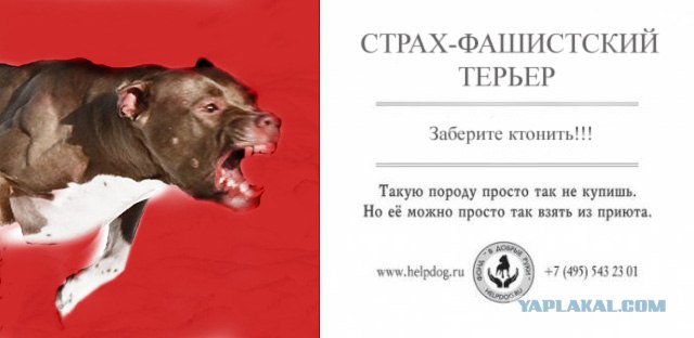 Социалка для приюта