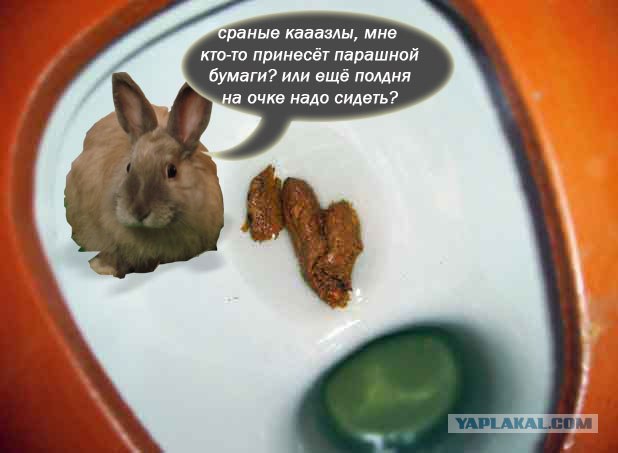 Фотожаба: Кролик