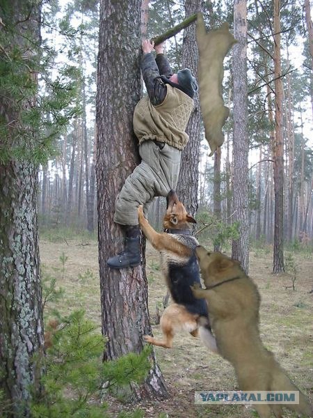 Фотожаба: Загнал сволочь!