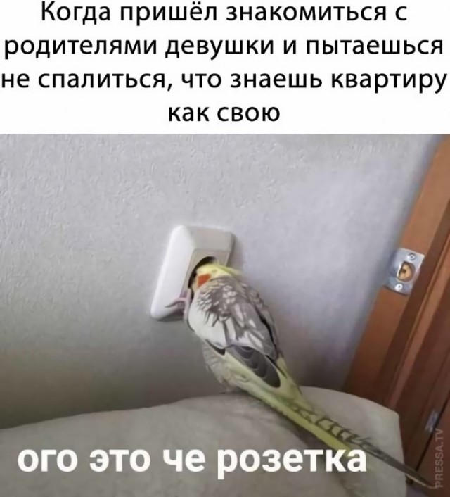 Кретинизмы от KV и KO 28.01.2021