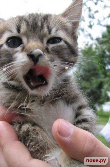 Котовторнику быть!