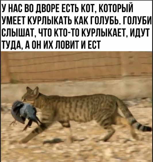 Картинки и мемы для настроения 019