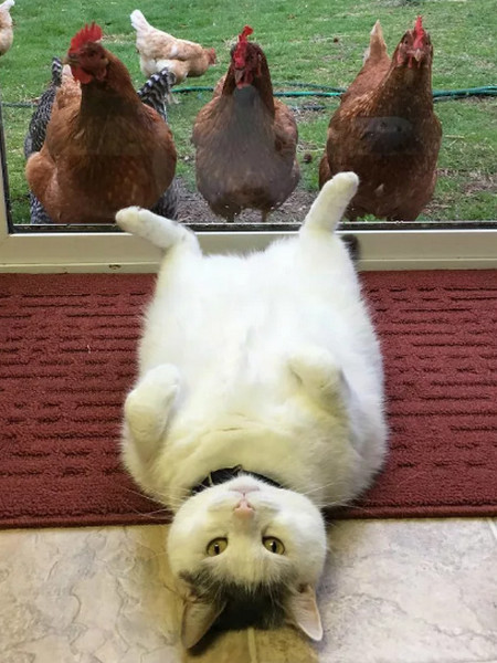 Деревенские, милые, шерстяные