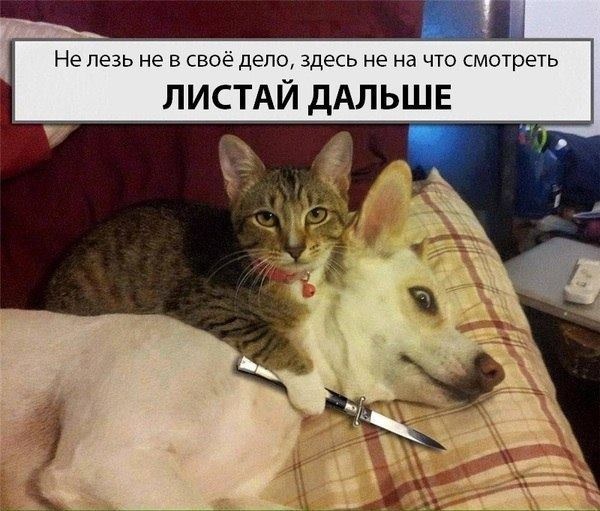 Картинки и мемы для настроения - 17
