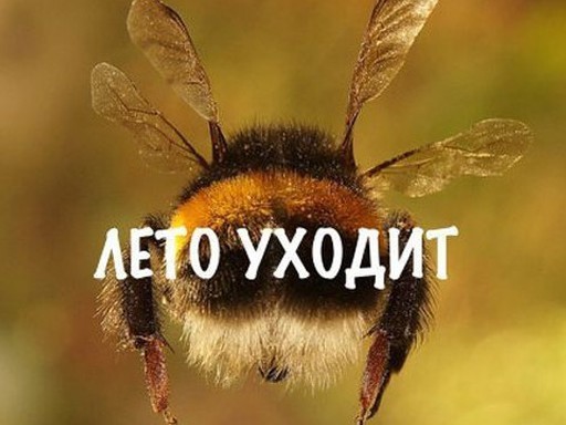 Шмель на сборе урожая