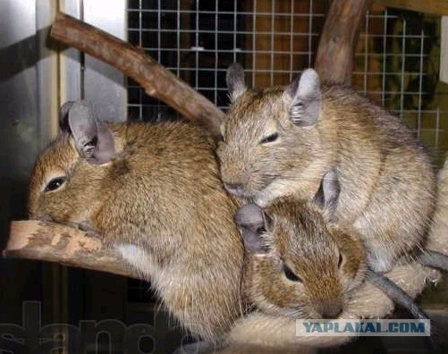 Cпасение крохотного бельчонка.