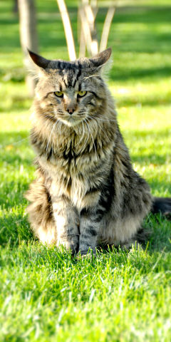 Мои мейн куны