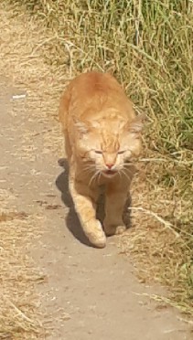 Сильнее кошки зверя нет