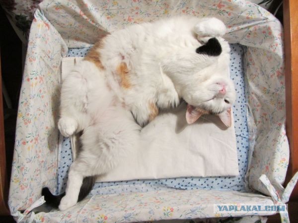 Котовторник 04.06.2013