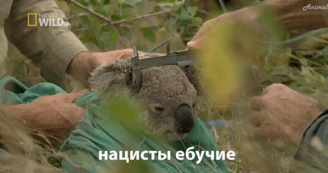 Картиночки, баянчики 12 января