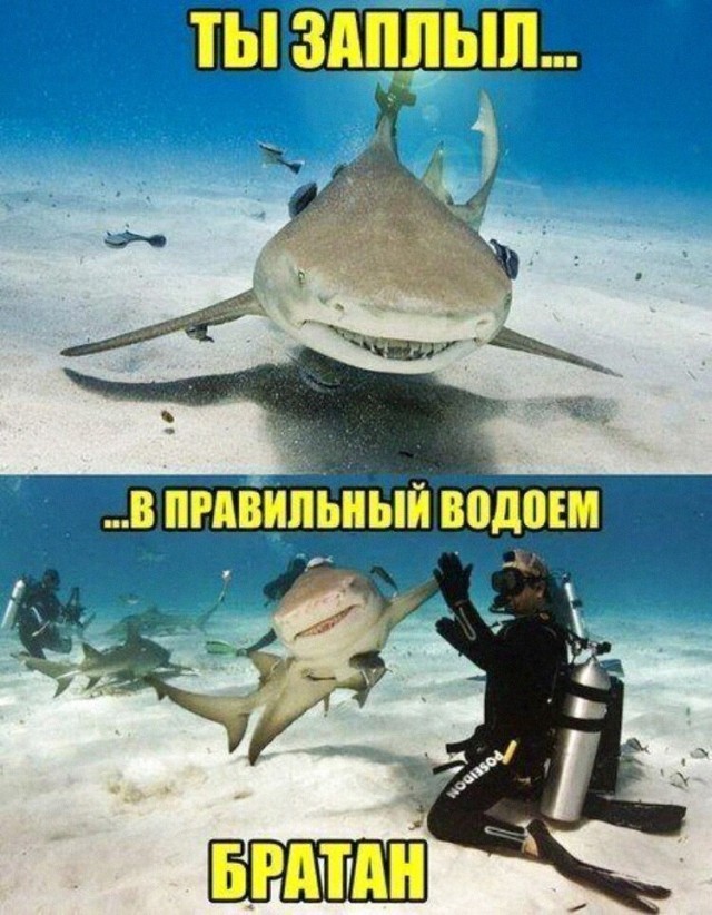 Картинки новые и старые, баяны и аккордеоны