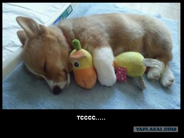 Завели щенка Корги