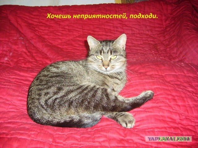 Невыразительные коты