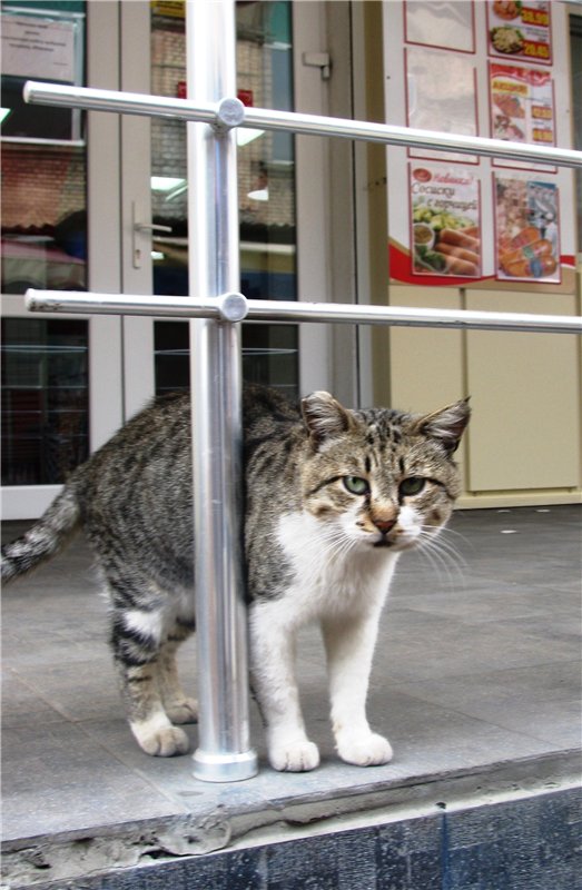 Котяра дня