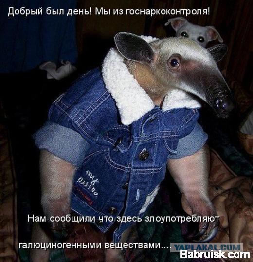 Весёлые картинки. Разбавим будни