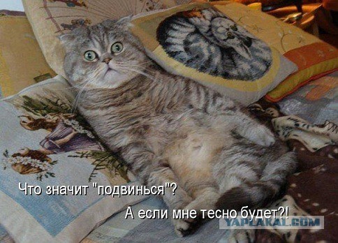 Спят усталые котейки :)