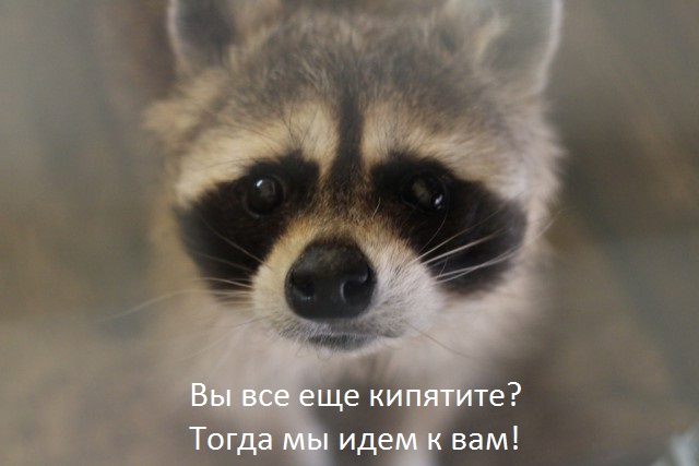 Еноты Маша и Артём затеяли стирку.