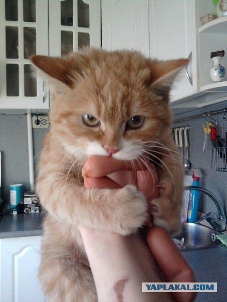 Удачный день у Котэйки.