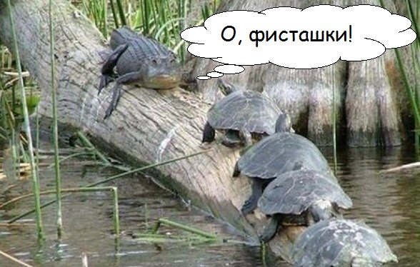 Картинки из интернетов