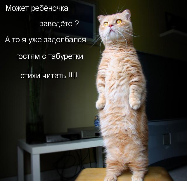 20 самых известных котов в интернете.