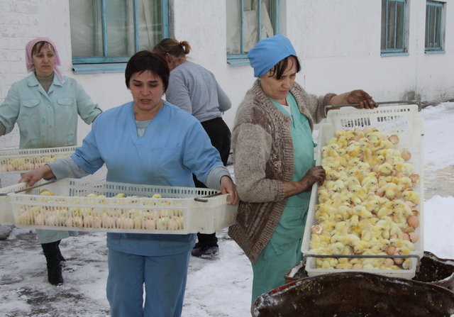 Птицецид в Красной поляне