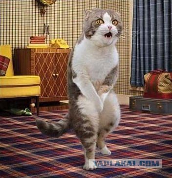 Расстрел кота с пальца