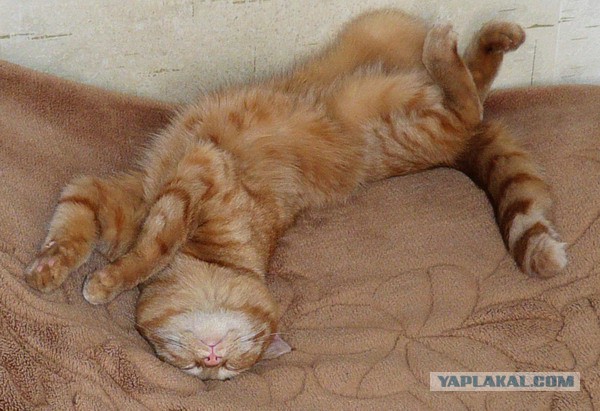 Котовторник 28.04.2015
