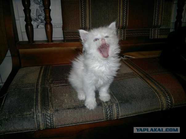 Котовторник 25.08.2015