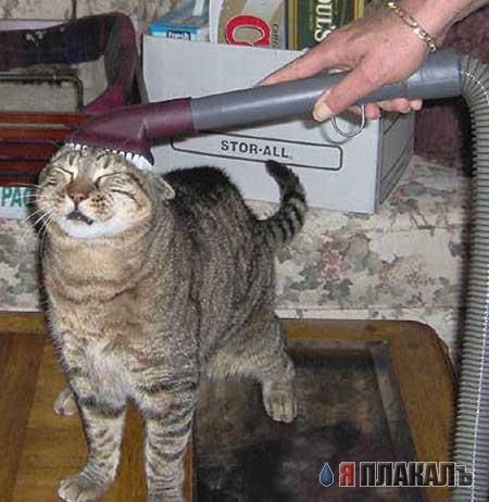 Когда кота прет не по детски