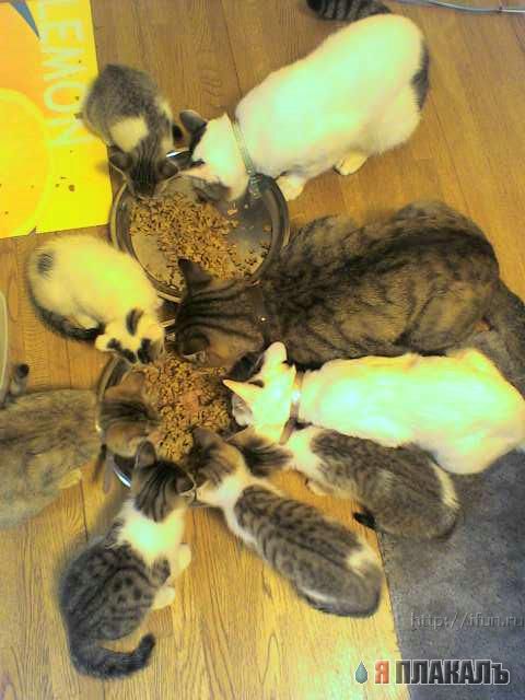 Коты, кошки, котята