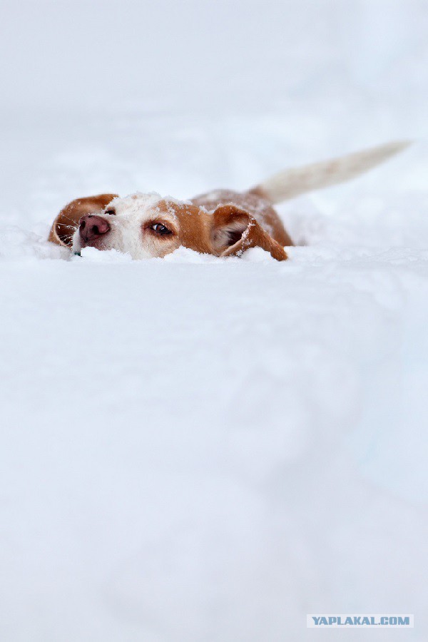 Собакочетверг