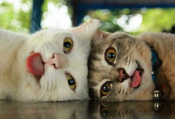 Прикольные картинки