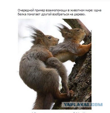10 интересных фактов о белках