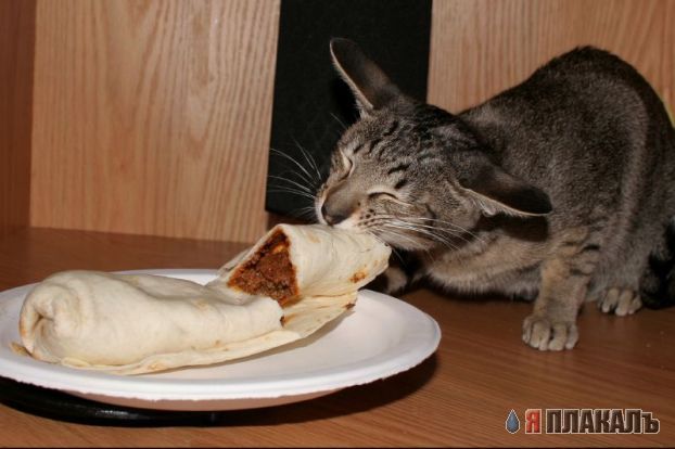 Коты, кошки, котята