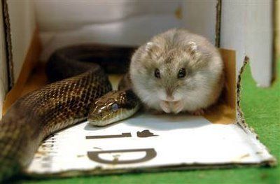 Любовь - морковь