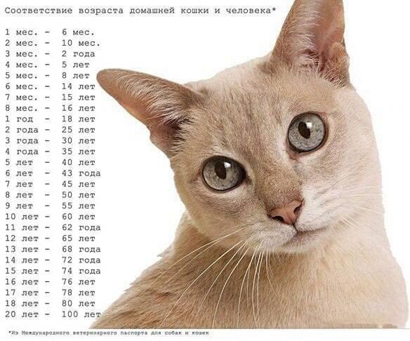Мохнатые беспредельщики