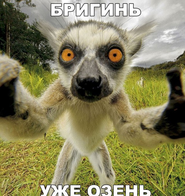 Картинки и приколы из сети, для поднятия настроения=)