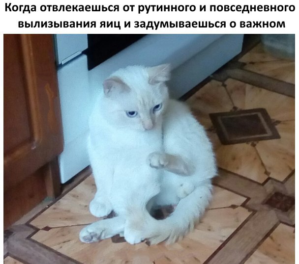 Котовторник 04.10.16
