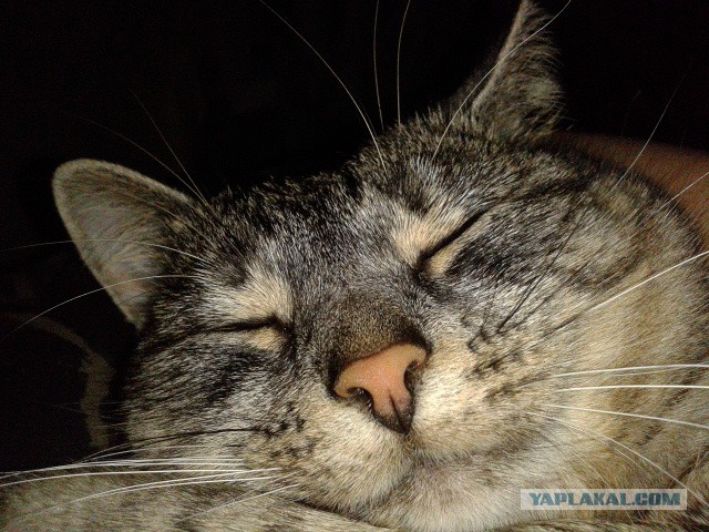 Котовторник 04.10.16