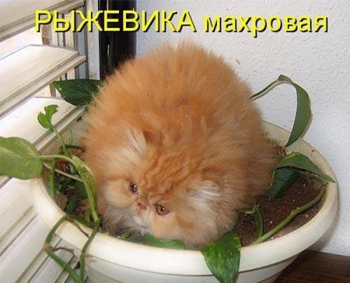 Коты из сети
