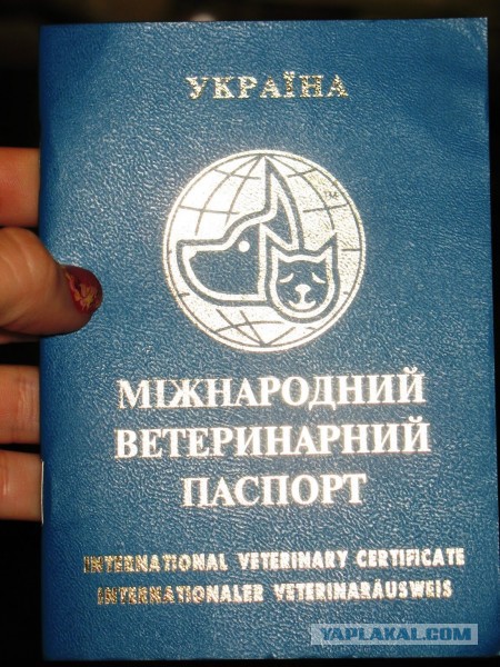 Мария врезала по морде. На Украине власти сошли с ума