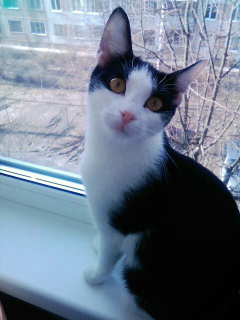 Котовторник 14.03.2017