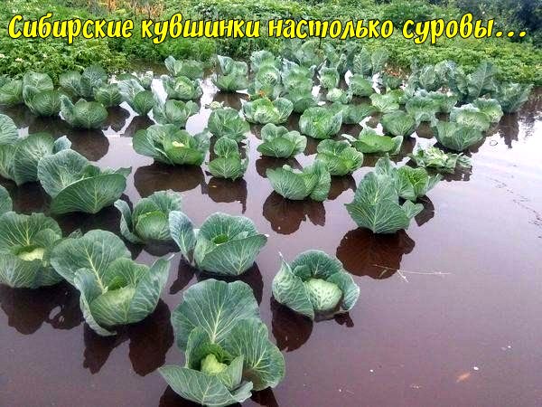 Подборка интересных и веселых картинок