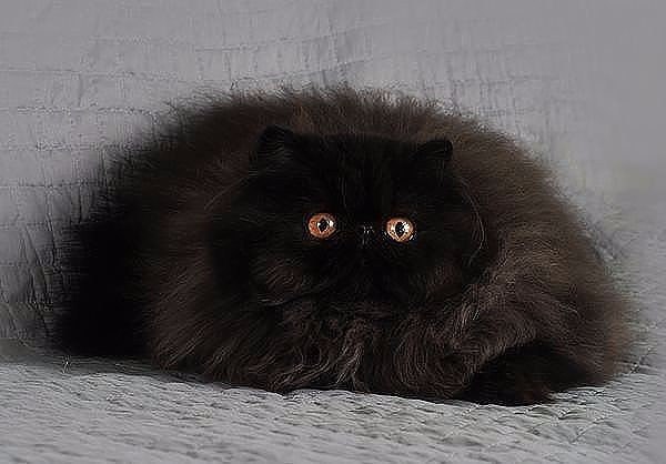 Коты и Кошки