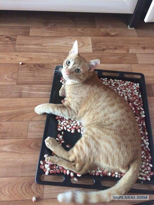 Котовторник  05.12.2017