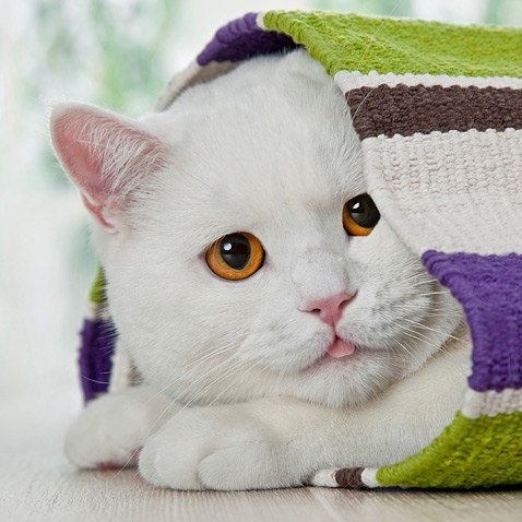 Фотобомбы котов