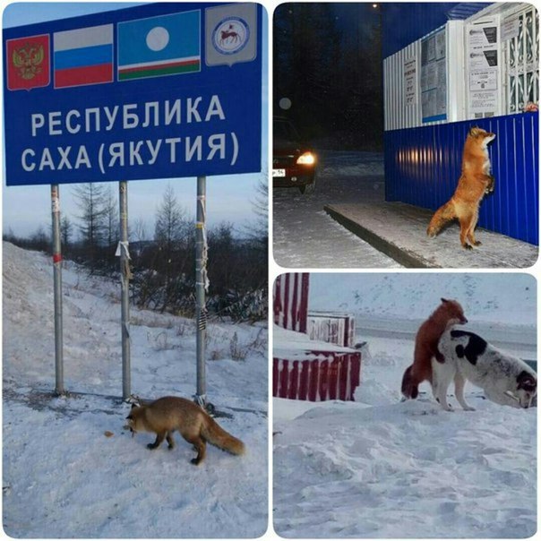 Порция нестандартных непонятных картинок
