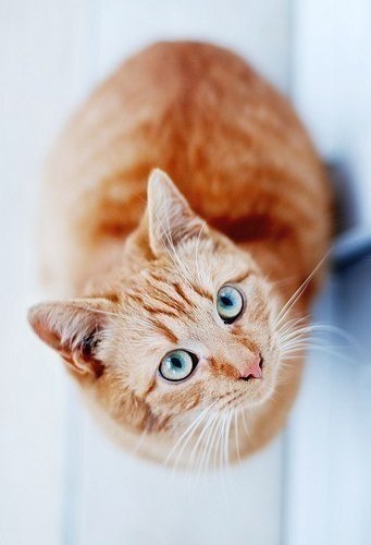 Немного милоты
